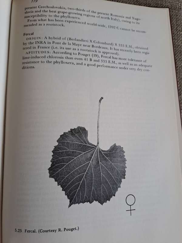 Rootstocks for Grape-vines - D. P. Pongracz