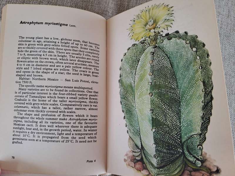 Cacti and Succulents - Rudolf Subik