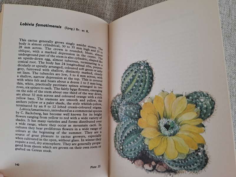 Cacti and Succulents - Rudolf Subik