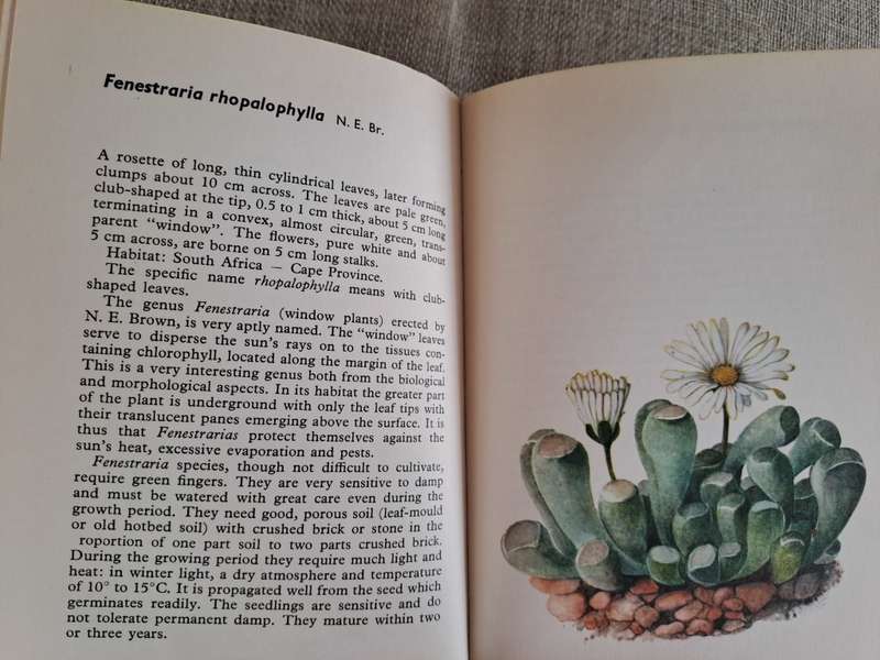 Cacti and Succulents - Rudolf Subik
