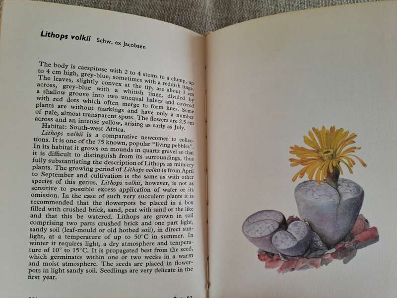 Cacti and Succulents - Rudolf Subik