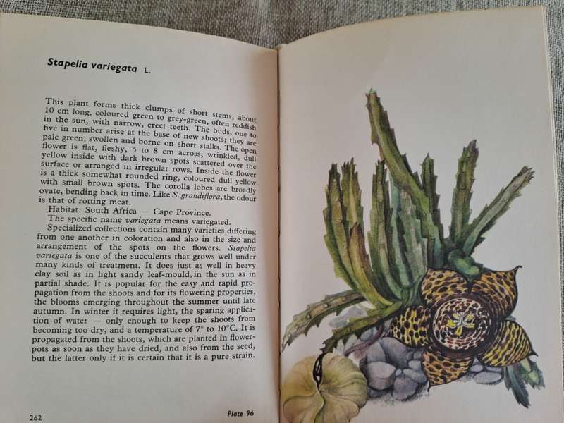 Cacti and Succulents - Rudolf Subik
