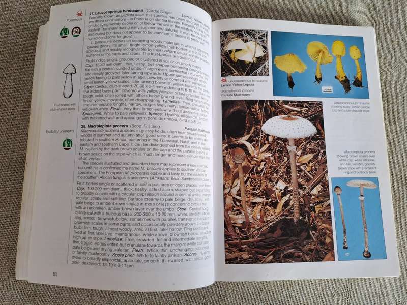 Field Guide Mushrooms of Southern Africa - Van der Westuizen & Eicker