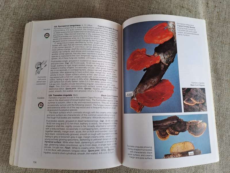 Field Guide Mushrooms of Southern Africa - Van der Westuizen & Eicker
