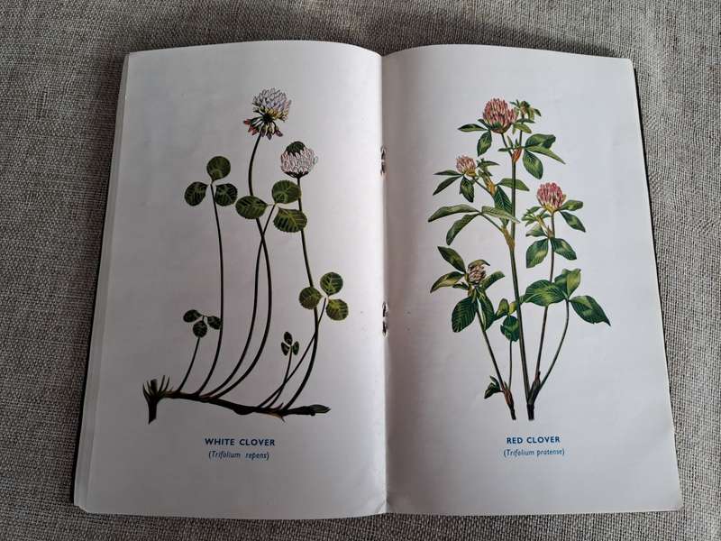 Ford`s Manual 1956 Grasses, Clovers, Legumes, Forage Crops, Bacterias - A.E. Hopson