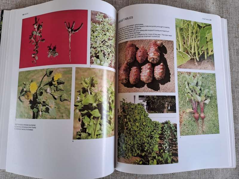 The A-Z of Vegetable Gardening in South Africa - Jack Hadfield