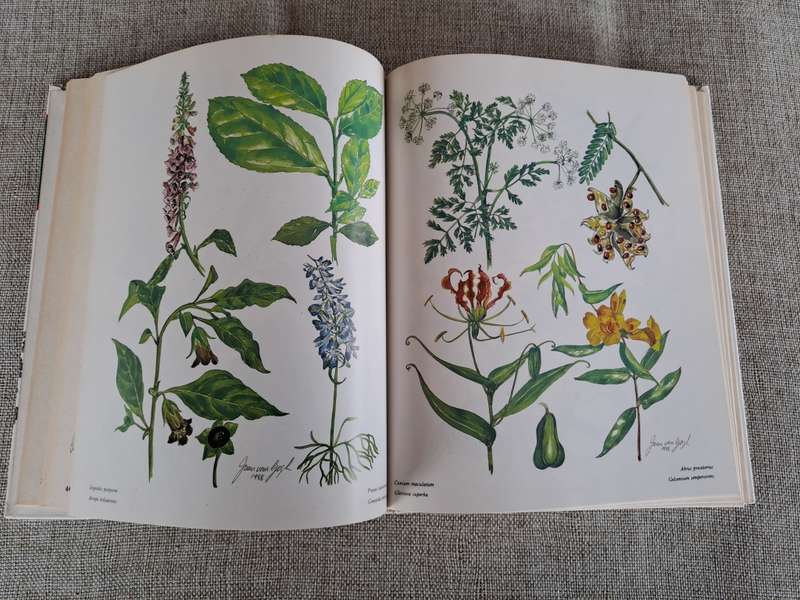 Poisonous Plants in South African Gardens and Parks -Joan Munday
