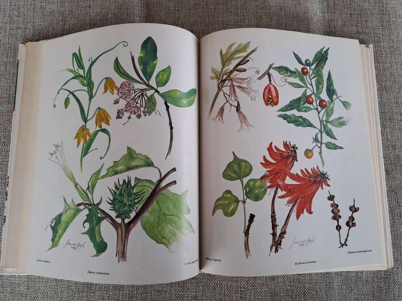 Poisonous Plants in South African Gardens and Parks -Joan Munday