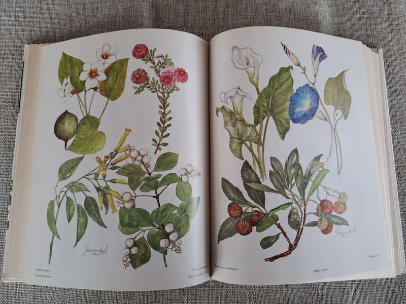 Poisonous Plants in South African Gardens and Parks -Joan Munday