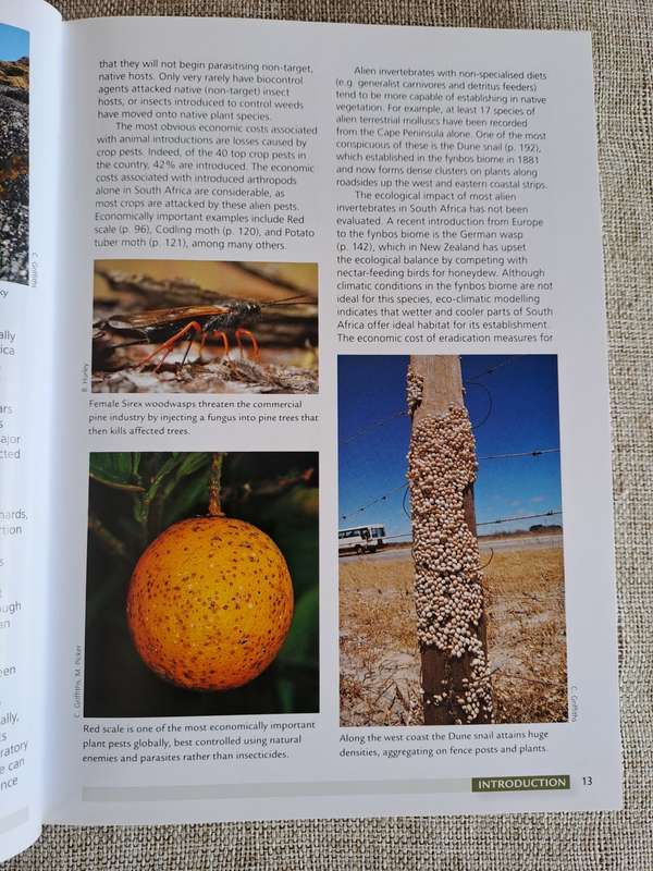 Alien & Invasive Animals - A South African Perspective - Mike Picker & Charles Griffiths