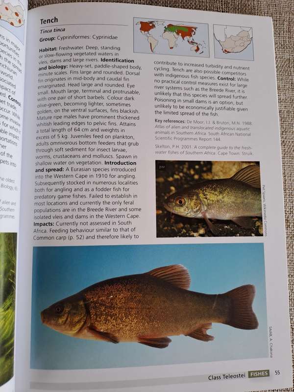 Alien & Invasive Animals - A South African Perspective - Mike Picker & Charles Griffiths