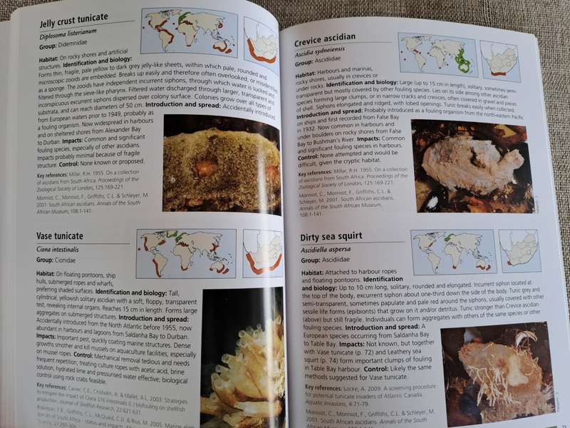 Alien & Invasive Animals - A South African Perspective - Mike Picker & Charles Griffiths