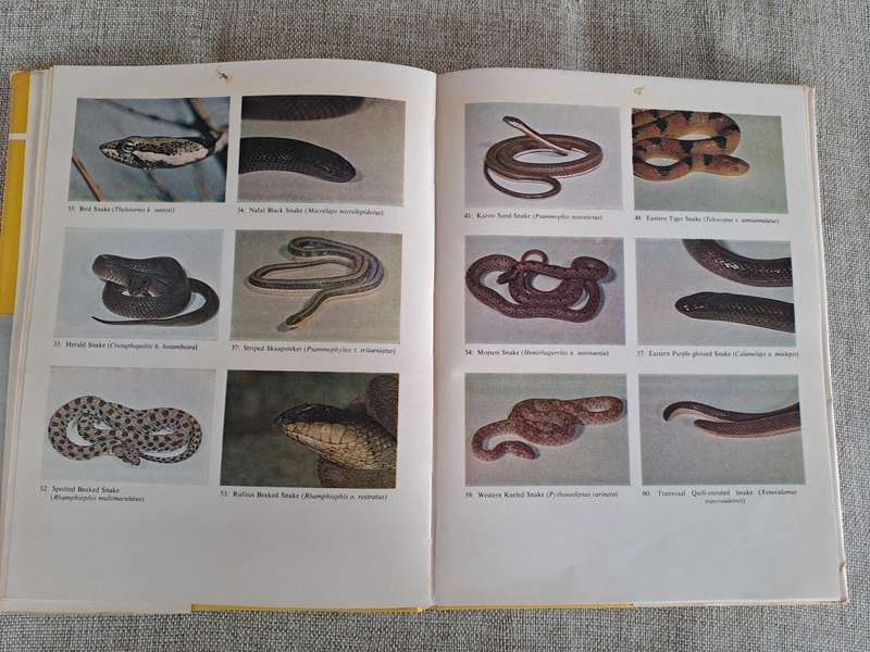 Poisonous Snakes of Southern Africa & Treatment of Snakebite - John Visser