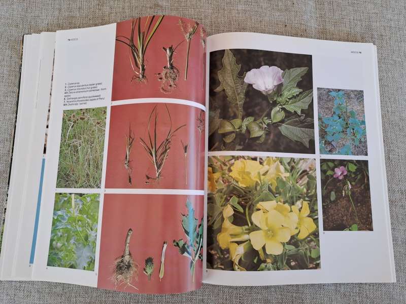 The A-Z of Vegetable Gardening in South Africa - Jack Hadfield