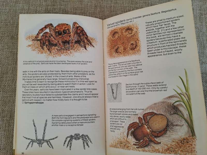 Struik Pocket Guides for Southern Africa Spiders - Gerry Newlands and Elbie de Meillon