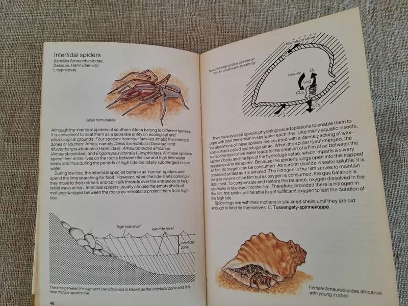 Struik Pocket Guides for Southern Africa Spiders - Gerry Newlands and Elbie de Meillon