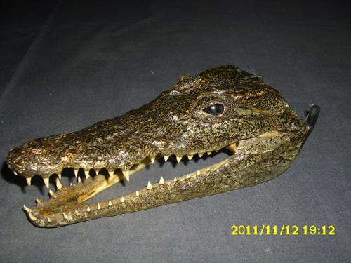 Crocodile Head