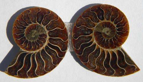 50.13ct STUNNING !!! Natural Sliced Madagascar Amonite  !!!