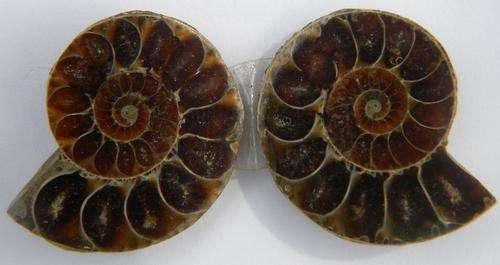 61.1ct. STUNNING!!!Sliced Madagascar Amonite Pair  ~NR!!