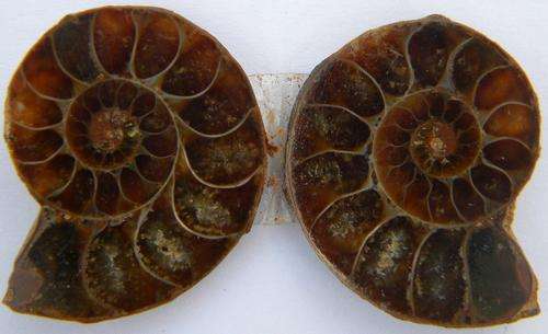 47.00ct.NICE!!!Sliced Madagascar Amonite Pair  ~NR!!