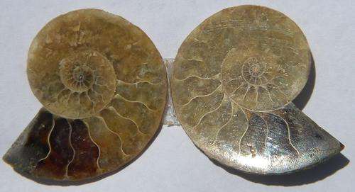55ct .RARE!!!Magadascar Amonite  ~NR!!