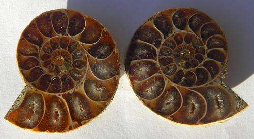 120ct NICE!!!Magadascar Amonite  ~NR!!