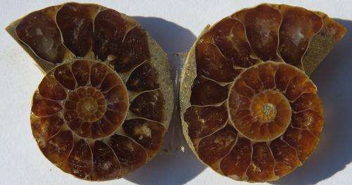 23.08ct STUNNING!!!Natural Sliced Amonite Pair~NR!!!