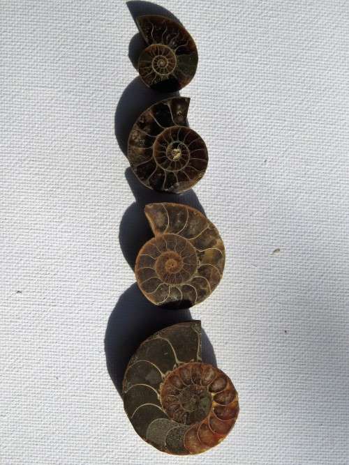 168.20ct SUPER!!!Amonite Design set!!!