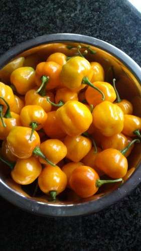 Mini Yellow Pepper Seeds