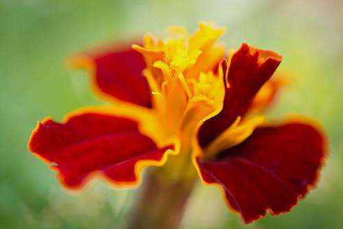 Painted Flower