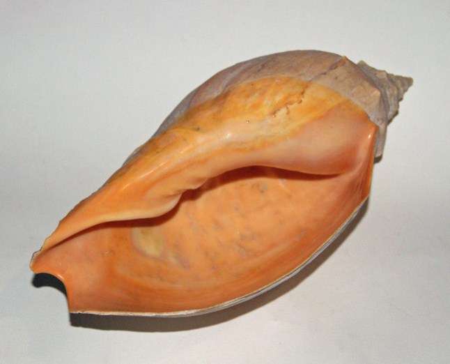 BEAUTIFUL LARGE SEASHELL