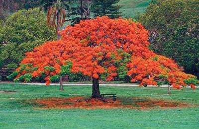 Delonix regia Seeds ~ Royal poinciana, Flamboyant tree, Flame tree