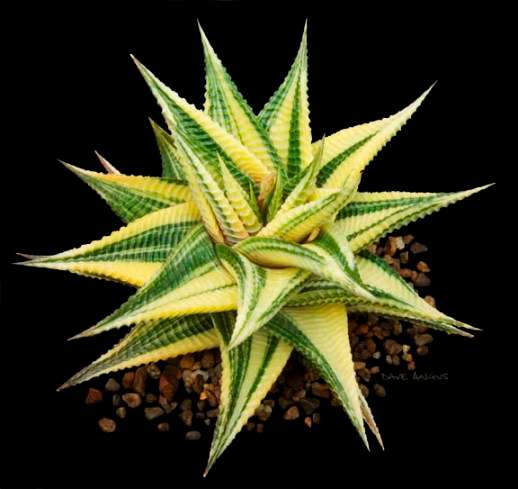 Haworthia spec. Mixed Seeds - Indigenous Succulents