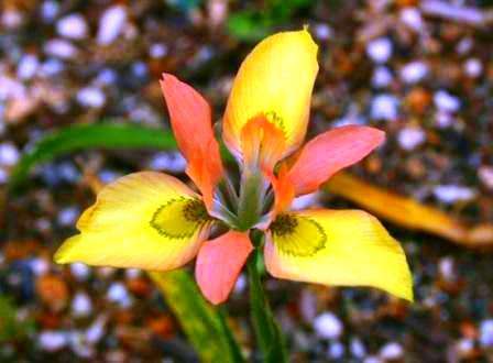 Moraea papilionaceae Seeds - Sow Autumn - Indigenous Bulbs Seeds