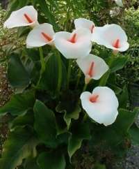 Zantedeschia aethiopica Seeds - Sow Autumn