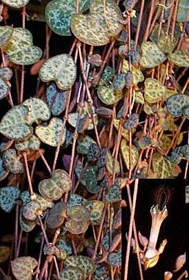10 String of Hearts - Ceropegia woodii Seeds - Indigenous Succulents