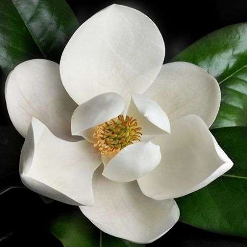 6 Magnolia grandiflora Seeds - Southern Magnolia Tree Seeds To Buy in South Africa