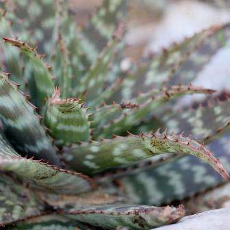 Aloe lettyae Seeds - Indigenous South African Endemic Succulent Seeds For Sale from Africa