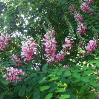 10 Indigofera jucunda Seeds - Indigenous South African Flowering Shrub or small Tree