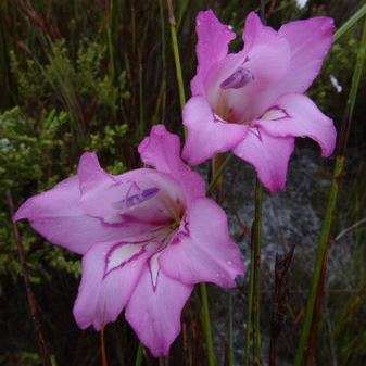 10 Gladiolus ornatus Seeds - Indigenous South African Native Perennial Bulb