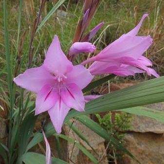 Gladiolus scabridus Seeds - Indigenous South African Bulb Seeds for Sale in South Africa