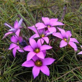 Romulea rosea Seeds - Indigenous South African Perennial Bulb - Combined Global Shipping
