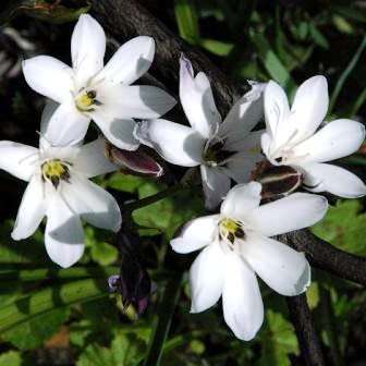 10 Sparaxis grandiflora ssp fimbriata Seeds - Indigenous South African Endemic Perennial Bulb