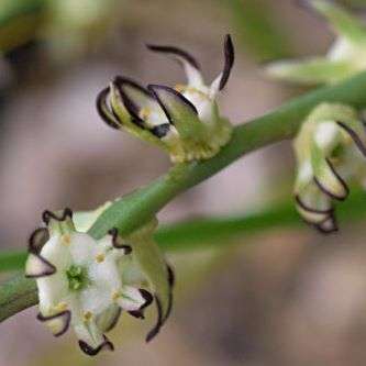 5 Wurmbea monopetala Seeds - Indigenous South African Endemic Perennial Bulb Seeds from Africa