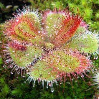 10+ Drosera cuneifolia Seeds - Indigenous Insectivorous Carnivorous Sundew Plant