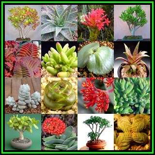 Crassula Species Mixed Seeds - Indigenous Succulent - NEW