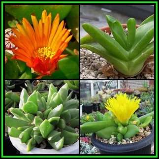 Glottiphyllum Species Mixed Seeds - 10 Seed Pack - Indigenous Succulent - NEW