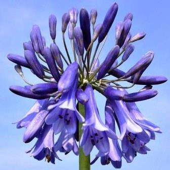 Agapanthus inapertus - 10 Seed Pack - South African Indigenous Perennial Bulb