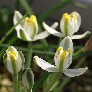 Albuca humilis Seeds - Indigenous South African Bulb Seeds for Sale in South Africa