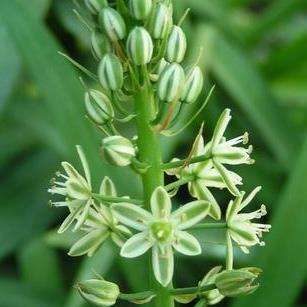 5 Albuca pachychlamys Seeds - Indigenous South African Bulb Seeds for Sale in South Africa